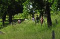 Course du 05-06-10 (159)